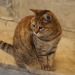 le Chat de la Basilique Sainte Sophie du nom du Gli